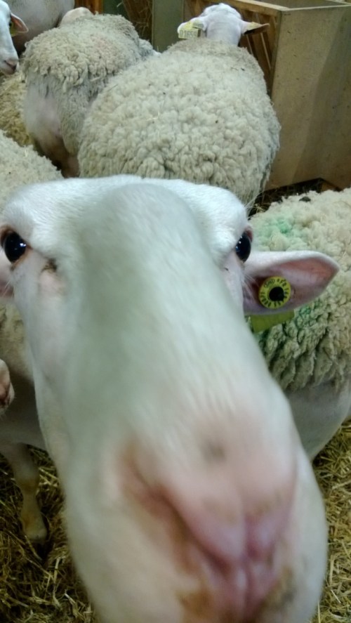 salon de l'agriculture 2013