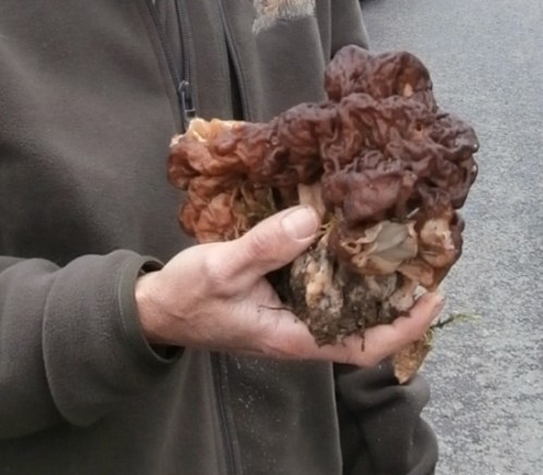 SMGF inauguration champigon morille